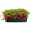 LEDMEGROW Repa šalátová Karkulka, semienka na klíčenie – na pestovanie microgreens, 100 g