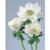 ANEMONE k rezu, MONA LISA® WHITE, 1000 semien