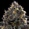 Anesia Seeds - Purple Lobster 3 ks - Semienka neobsahujú THC