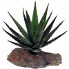 Lucky Reptile-Sukulenty Tiger Aloe, cca 8 cm