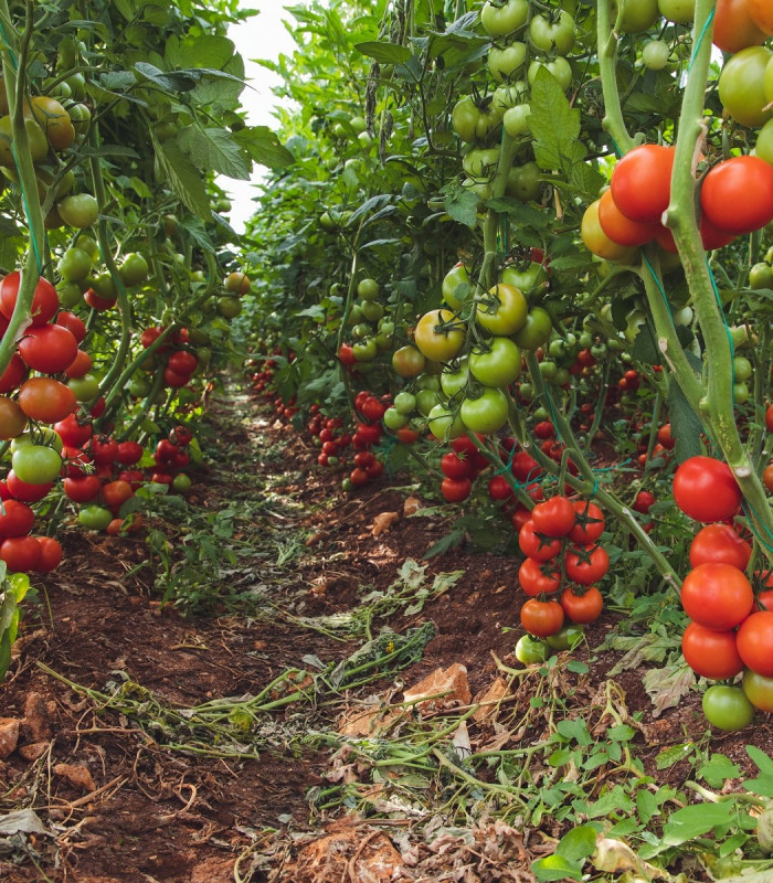 BIO Paradajka Matina - Solanum lycopersicum - bio semená paradajky - 15 ks