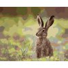 ZUTY Maľovanie podľa čísel ZAJAC V TRÁVE Rámovanie bez rámu a bez vypnutia plátna Rozmer 80 x 100 cm