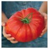 Paradajka Gigantomo - Solanum lycopersicum - semená - 5 ks