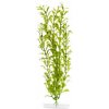 JK ANIMALS Hygrophila 25-28 cm