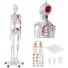 Anatomický model ľudskej kostry 180 cm + PLA