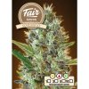 Fair Seeds Auto Somango semena neobsahují THC 5 ks