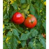 BIO paradajka kolíková Serrat F1 - Solanum lycopersicum - bio semená rajčiaka - 5 ks