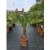 Trachycarpus wagnerianus v celkovej výške 105 cm