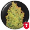 Medical Seeds Co. - Jack La Mota 3 ks - Semená neobsahujú THC