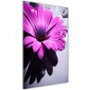 Vertikálny foto obraz akryl do obývačky Ružová gerbera 50x100 cm