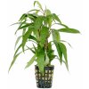 Hygrophila siamensis - ZĽAVA