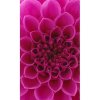 DIMEX fototapeta Ružová georgína MS-2-0132 - 150 x 250 cm (150g VLIES - LEPIDLO ZADARMO)