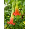 TROPICA Durman krvavý (anjelská trúba) - 7 zŕn