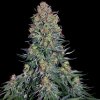 Sensi Seeds - Blue Skunk 10 ks - Semená neobsahujú THC