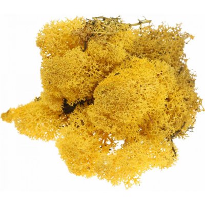 Secret Live Moss Sunflower Yellow 5 g