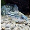 Pancierniček drobný - Corydoras nanus