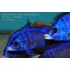 Placidochromis phenochilus Mdoka - 6-8cm