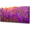 Foto obraz na plátne Pole levanduľa 100x50 cm