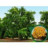 Ginko dvojlaločné 180-220 cm rozvetvené, kont. 30 l