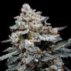 DNA Genetics - CheMACal Romance Auto 10 ks - Semená neobsahujú THC.