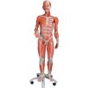 Svalová postava s dvojitým pohlavím, 3/4 životná veľkosť, 45 častí (Anatomické modely)
