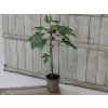 Umelý strom - figovník s plodmi v keramickom kvetináči výška 76 cm Chic Antique 33746