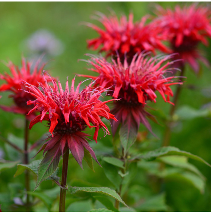 Monarda dvojdomá - Monarda didyma - semená monardy - 30 ks