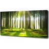 Foto obraz na plátne do obývačky Les slnko 100x50 cm