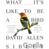 What It's Like to be a Bird - David Allen Sibley