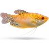 Aquascaperi Gurama zlatá - Trichogaster / trichopterus gold