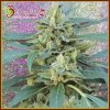 Dr. Krippling Seeds - Jammy Auto 10 ks - Semená neobsahujú THC