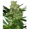 Sensi Seeds Pumpkin Spice neobsahuje THC 5 ks