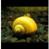 Slimák Ampulária žltá - Ampullaria australis