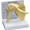 Model ramenného kĺbu (Anatomické modely)