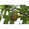Figovník (Ficus carica) ´PERRETTA´ - výška 30-50 cm, kont. C3L (-15°C)