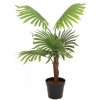 Vějířová palma, 88 cm