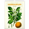 NOTIQUE Nástenný Vintage plagáty herbár 33 x 46 cm 2026