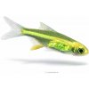 Aquascaperi Razbora ranongská - Microdevario kubotai