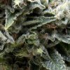 Pyramid Seeds New York City semena neobsahuji THC 50 ks