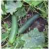 BIO uhorka šalátová Tanja - Cucumis sativus - bio semená uhorky - 10 ks