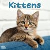 Kittens, 30,5 x 30,5 30,5 x 61 cm 2026