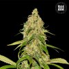 Bulk Seed Bank - Auto CBD White Widow 500 ks - Semená neobsahujú THC