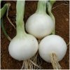 Cibuľa White Globe - Allium cepa - semená - 100 ks