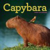 CAL 26 CAPYBARA (WALL)(Kalendár)