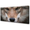 Obraz na plátne wolf Eyes 100x50 cm