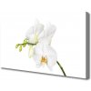 Obraz Canvas Orchidea kvety príroda 100x50 cm