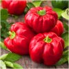 Papryka Słodka Czereśniowa DUMAS jak pomidor ideálna do kvetináčov semená 0,5 g