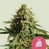 Royal Queen Seeds - Wedding Cake 1 ks - Semená neobsahujú THC
