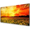 Obraz plexi Lúka slnečnica kvety 100x50 cm