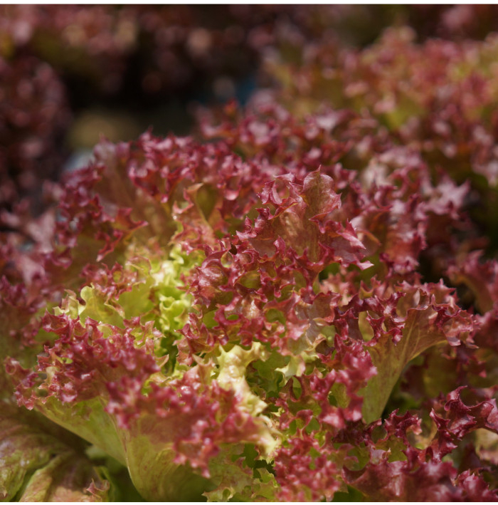 Šalát listový kučeravý Lollo Rossa - Lactuca sativa - semená šalátu - 400 ks